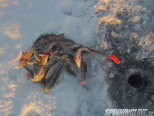 Изображение 1 : Блеснение на рыбьей тропе… Отчет о рыбалке 23.01.2016 года. Ладога, поселок Кобона. 