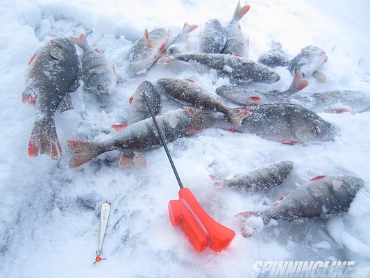 Изображение 1 : Отчет о рыбалке – Леднёво. 27.02.2016  И снова я попался на рыбацкое «Там клевало! И ловили много!»