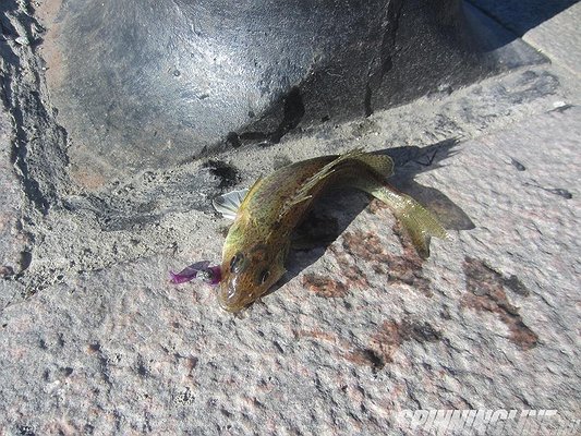 Изображение 1 : Отчет о рыбалке 23.05.2016 - Нева - Микроджиг - Ranger