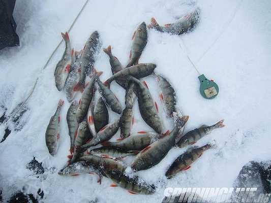 Изображение 1 : Отчёт о рыбалке - 11.13.2016 Ладога, Чёрное, перволёдье, окунь. 