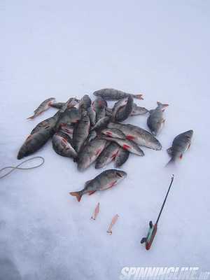 Изображение 1 : Отчёт о рыбалке 18.12.2016 - Ладожское озеро, пос. Кобона