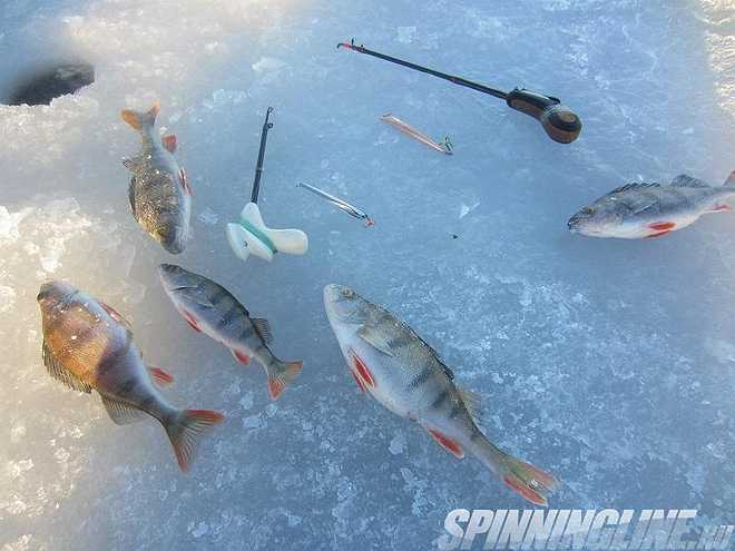 Изображение 1 : Отчёт от рыбалке на Финском заливе - Ольгино - 21.01.2017