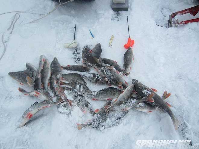 Изображение 1 : Отчёт о рыбалке - 05.02.2017 – Ольгино
