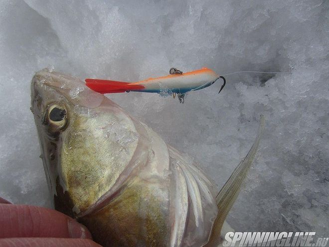 Изображение 2 : Отчёт о рыбалке - судак на Финском заливе со льда на раттлины и балансиры