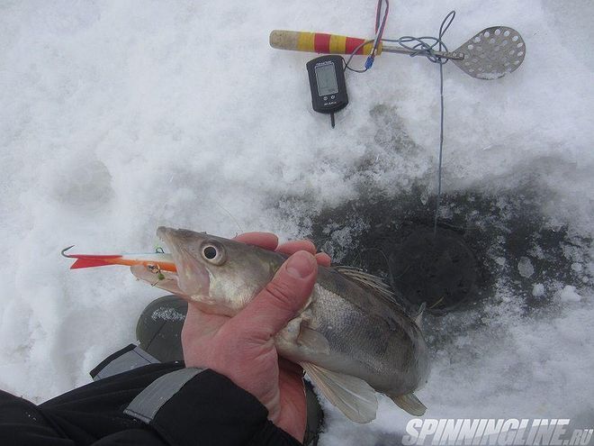 Изображение 6 : Отчёт о рыбалке - 09.03.2018  судак на Финском заливе со льда на раттлины и балансиры