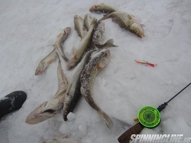 Изображение 7 : Отчёт о рыбалке - 09.03.2018  судак на Финском заливе со льда на раттлины и балансиры